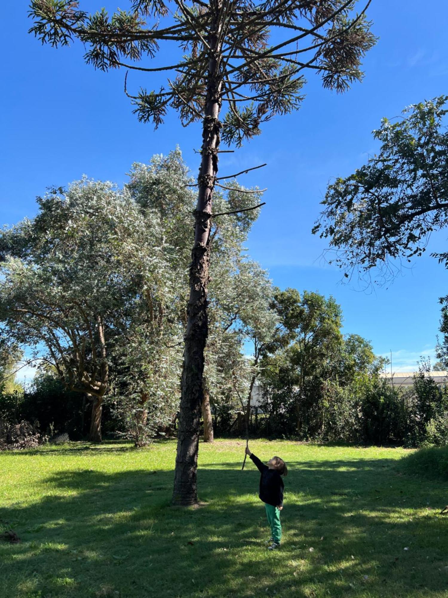 Araucarias Y Departamentos *