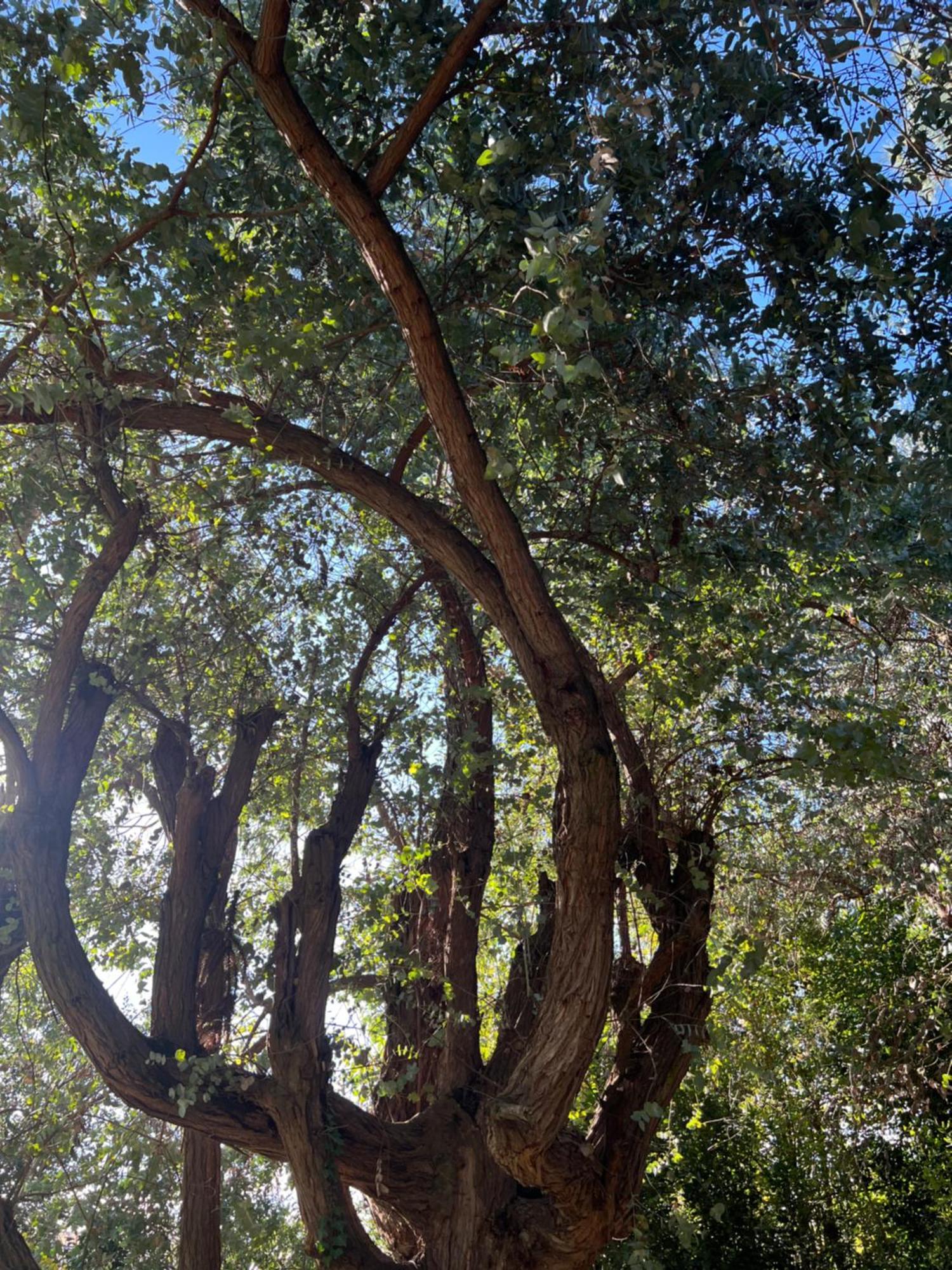 Araucarias Y Departamentos * San Miguel del Monte